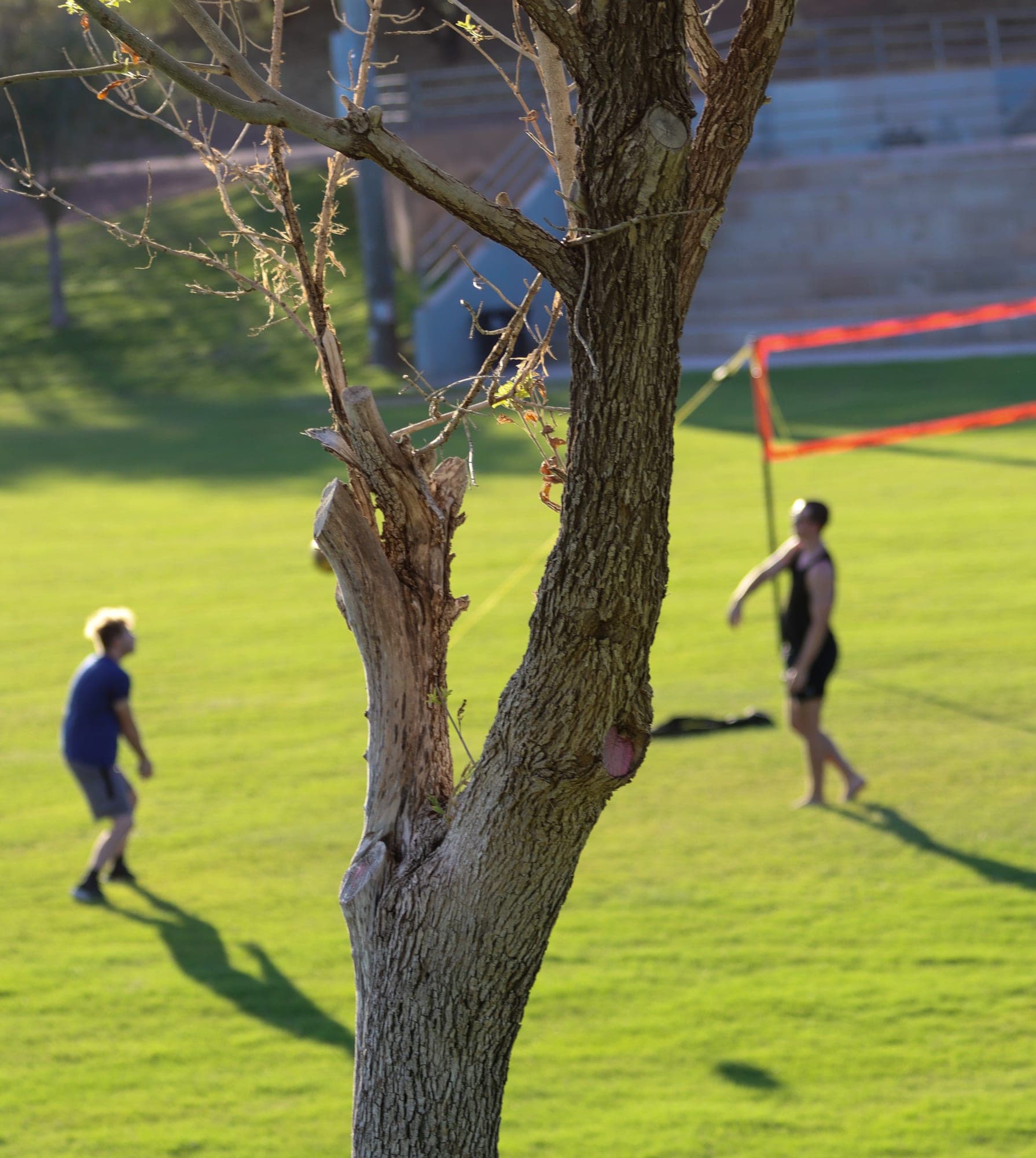 Through the Branches